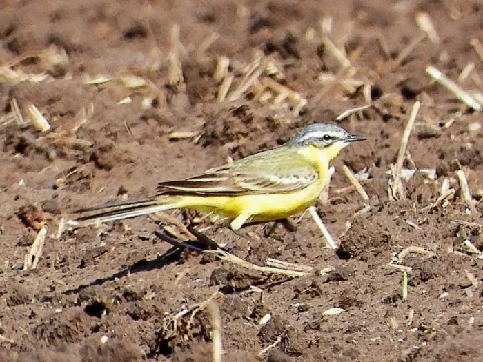 Gespotte Gele kwikstaart
