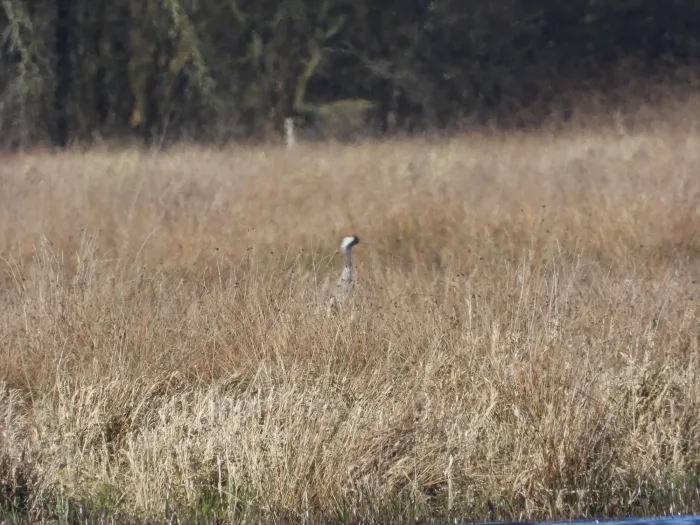 Spotted Common Crane
