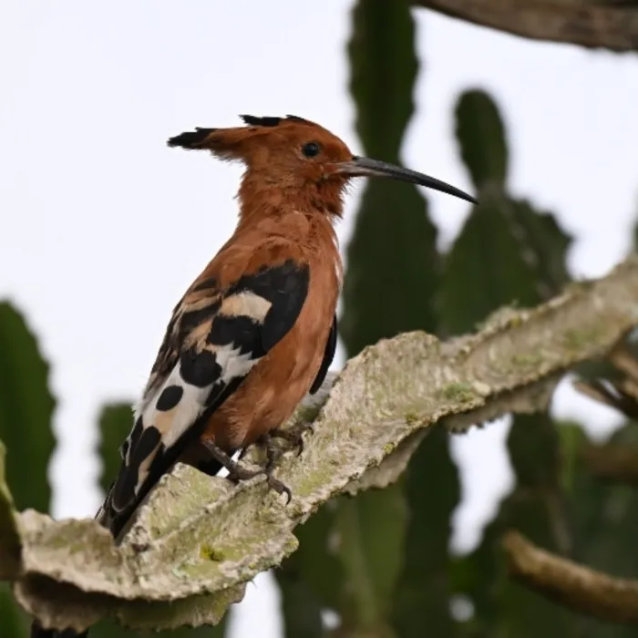 Spotted Eurasian Hoopoe
