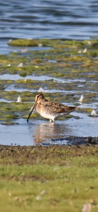 Common Snipe