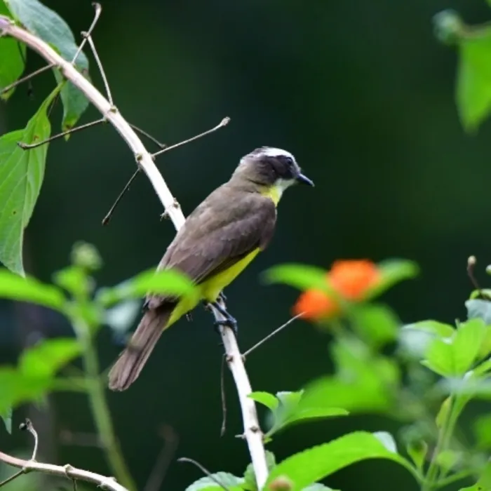 Spotted Rusty-margined Flycatcher