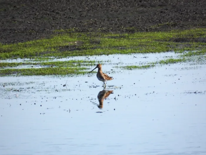 Waargenomen Watersnip