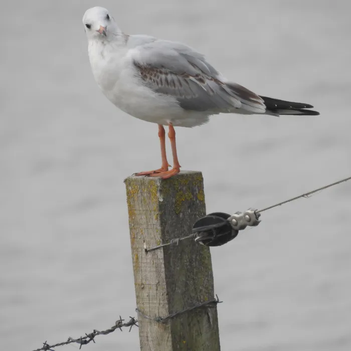 Spotted Black-headed Gull