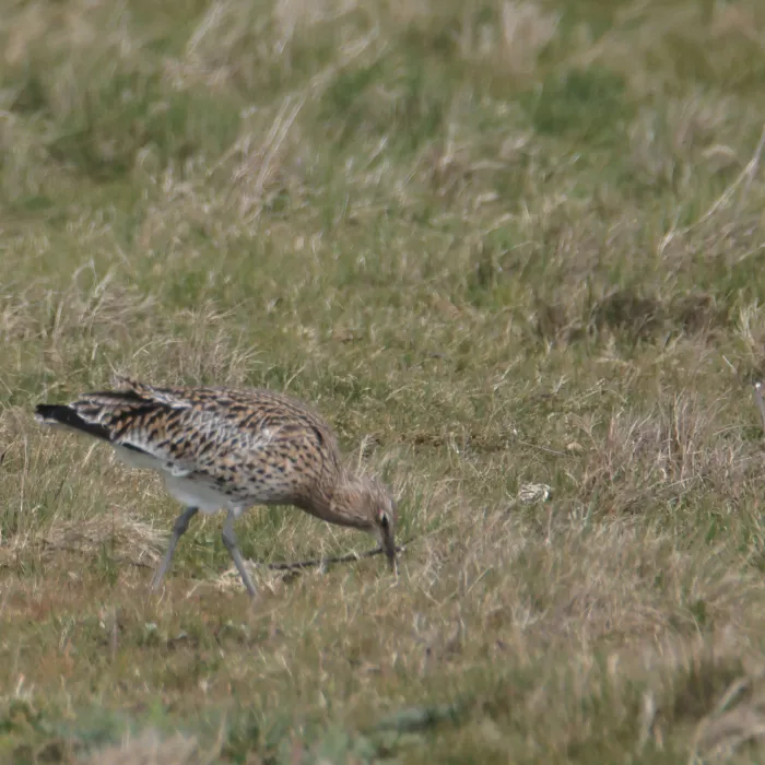 Spotted Eurasian Curlew