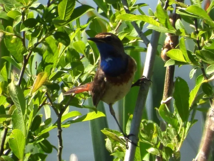 Waargenomen Blauwborst