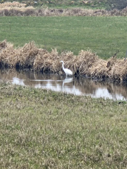 Grote zilverreiger