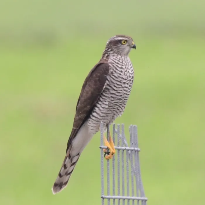 Spotted Eurasian Sparrowhawk
