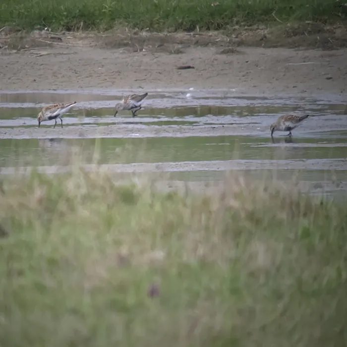 Spotted Dunlin