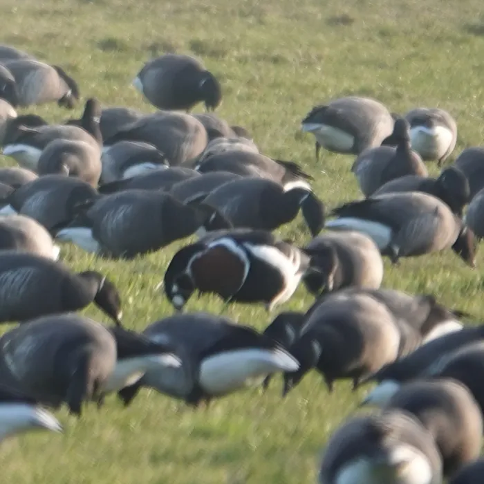 Spotted Red-breasted Goose