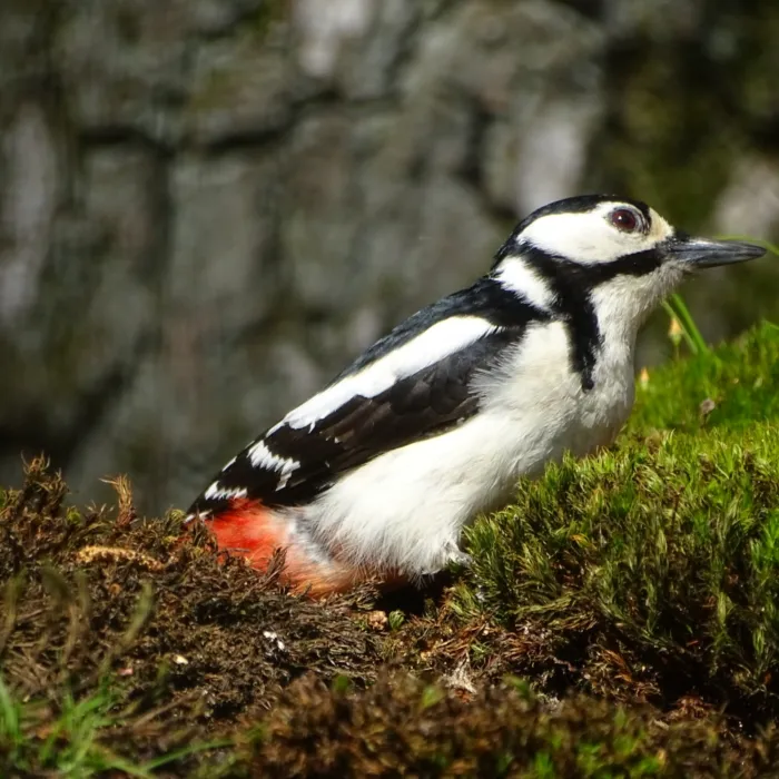 Gespotte Grote bonte specht