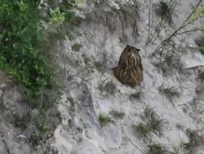 Spotted Eurasian Eagle-Owl