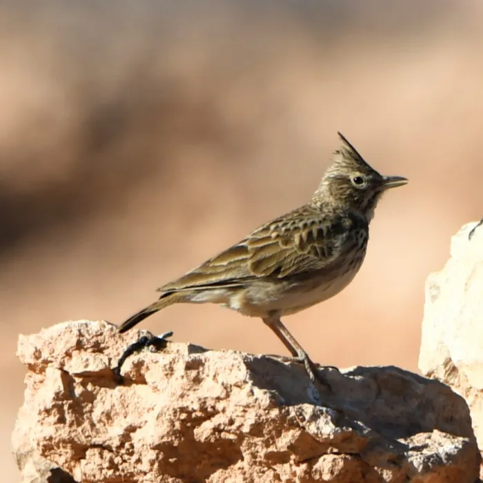 Gespotte Theklaleeuwerik