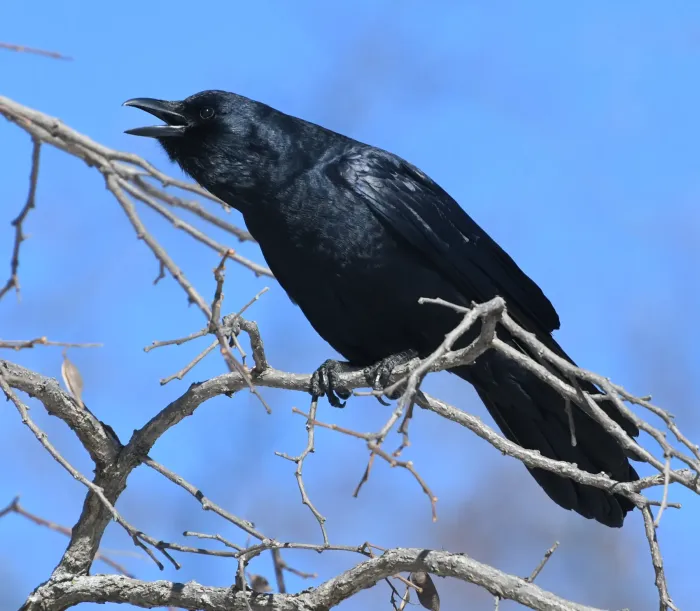 File:Corvus ossifragus Mississauga2.jpg