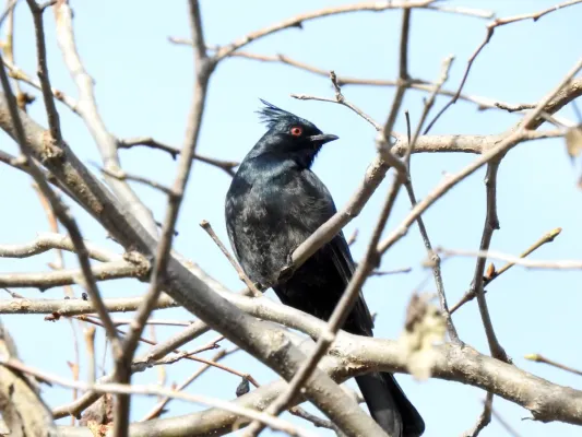 File:Phainopepla nitens 112630378.jpg