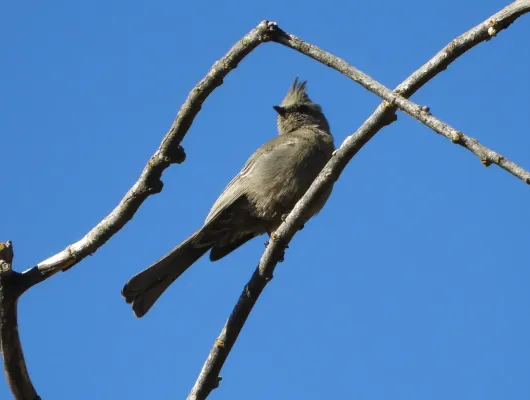 File:Phainopepla nitens 111360523.jpg