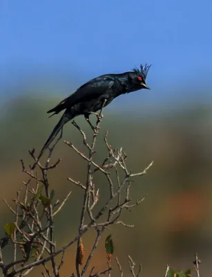 File:Phainopepla nitens 102089203.jpg