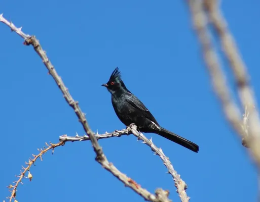 File:Phainopepla nitens 101875063.jpg