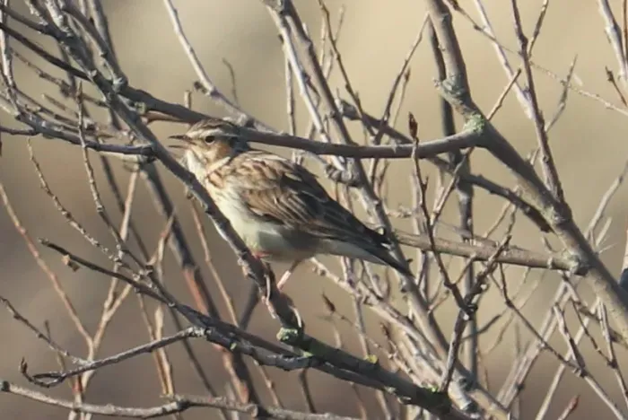 File:Lullula arborea 114283166.jpg