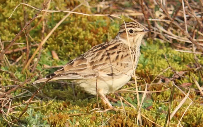 File:Lullula arborea 113564595.jpg