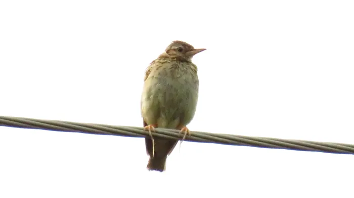 File:Lullula arborea 85227474.jpg