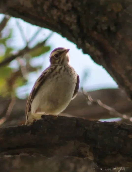 File:Lullula arborea 59222176.jpg