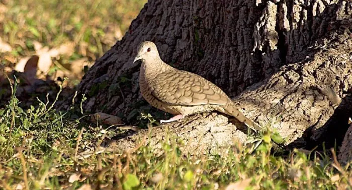 File:Inca Dove - Columbina inca.jpg
