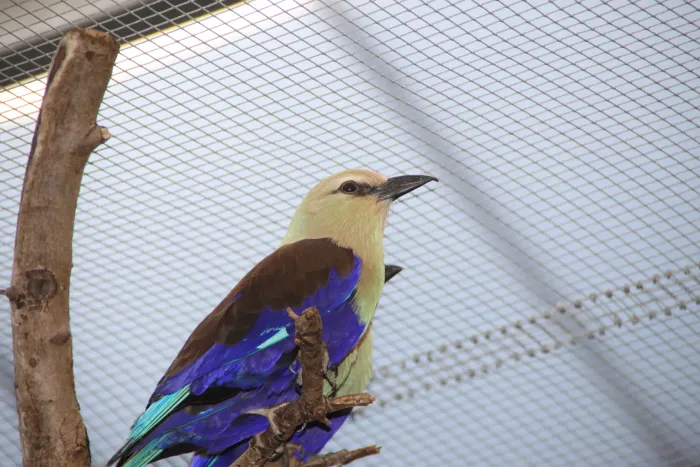 File:Blue-bellied Roller -coracias cyanogaster- (5556921313).jpg