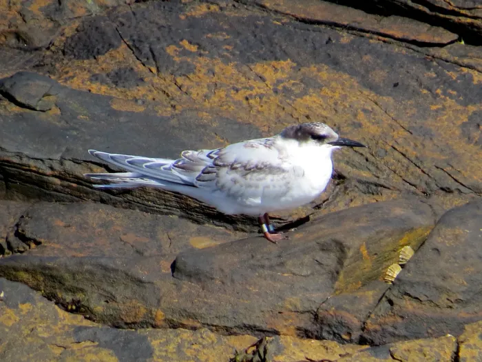File:2016-08-17 Sterna dougallii, St Marys Island, Northumberland 12.jpg