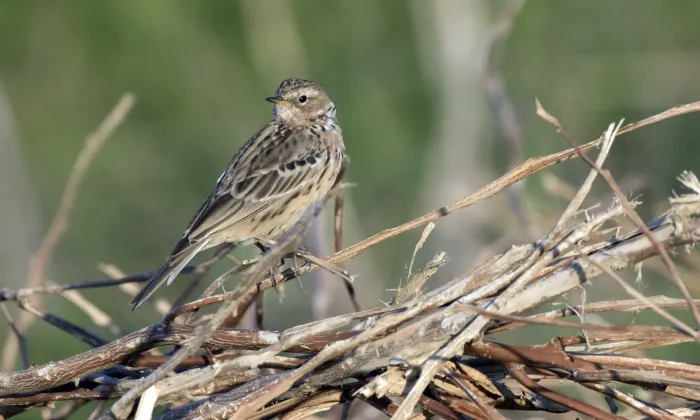 File:Anthus cervinus - Red-throated Pipit, Adana 2021-03-27 02.jpg