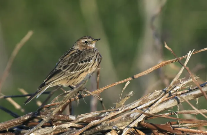File:Anthus cervinus - Red-throated Pipit, Adana 2021-03-27 04.jpg