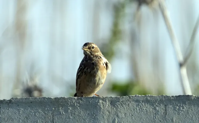 File:Anthus cervinus - Red-throated Pipit 2021-03-27 05.jpg