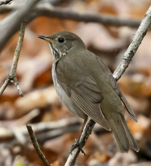 File:Catharus minimus Sam Smith Park back.jpg