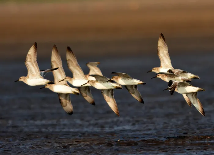 File:Great Knot Calidris tenuirostris by Raju Kasambe DSC 1109 01.jpg