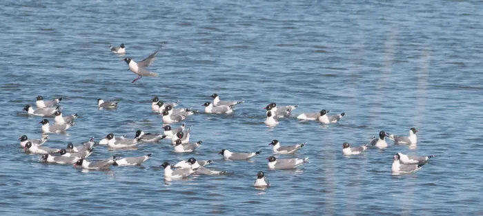 File:Leucophaeus pipixcan, Logan, Utah 4.jpg