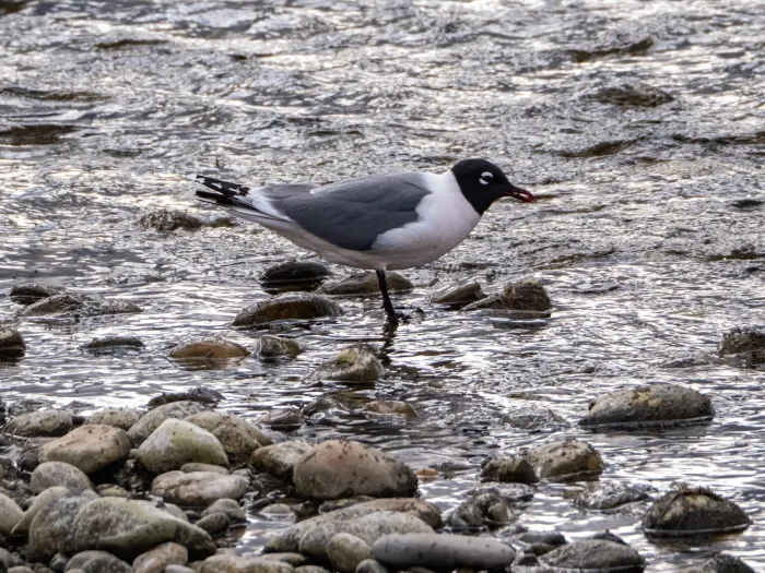 File:Leucophaeus pipixcan, Queensland, Calgary, Alberta, Canada 1.jpg