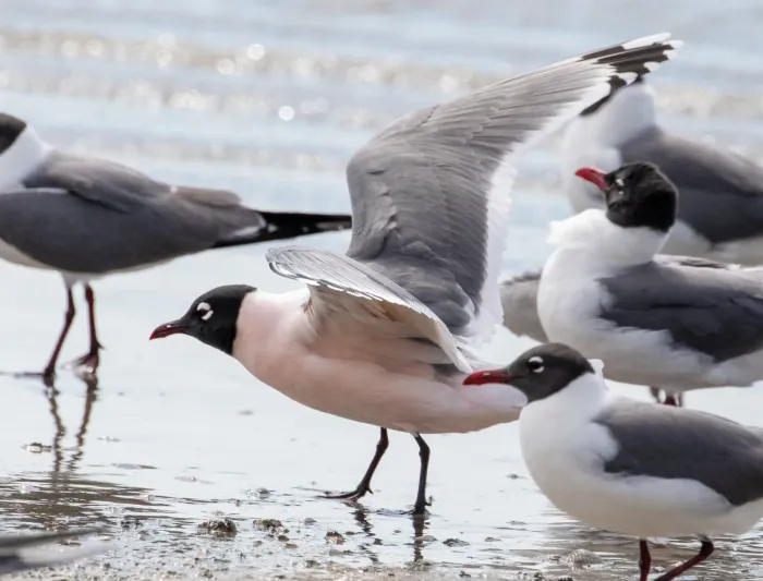 File:Leucophaeus pipixcan, Nueces, Texas 1.jpg