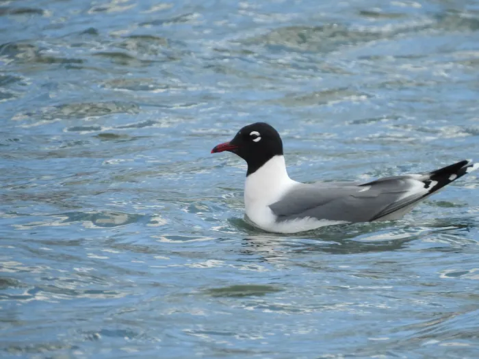 File:Leucophaeus pipixcan, Southeast Calgary, Alberta, Canada 1.jpg