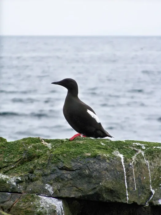File:Black Guillemot (Cepphus grylle) - geograph.org.uk - 1937669.jpg