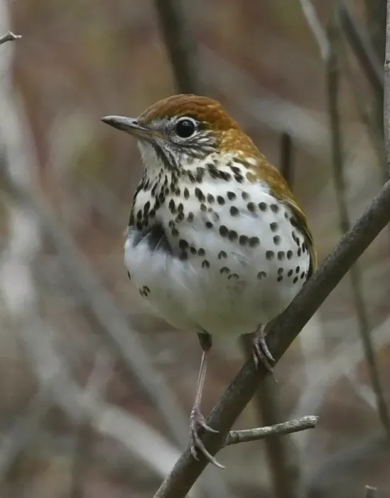 File:Hylocichla mustelina Sam Smith1.jpg