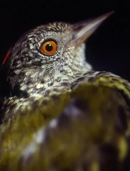 File:Oxyruncus cristatus (Sharpbill) (7069193487).jpg