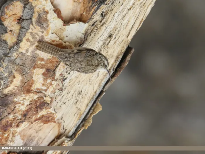 File:Bar-tailed Tree-creeper (Certhia himalayana) (51170347747).jpg