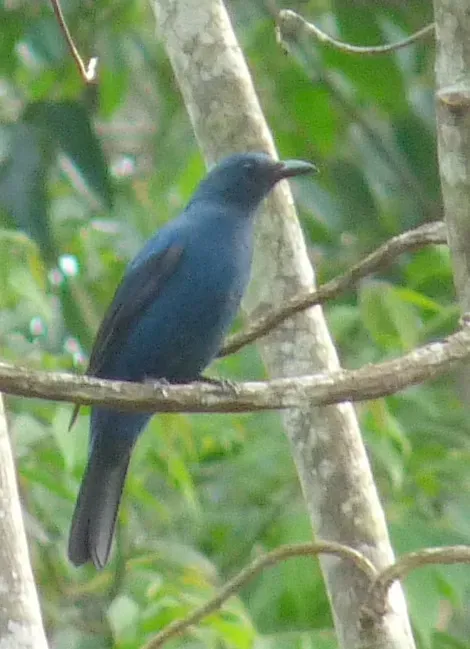 File:Asian Fairy-bluebird-Irena puella.JPG