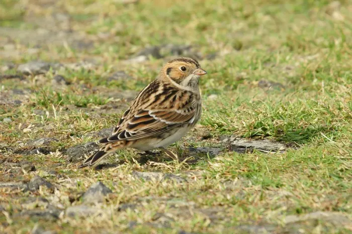 File:Lapland Bunting (Calcarius lapponicus), Skaw - geograph.org.uk - 2082604.jpg