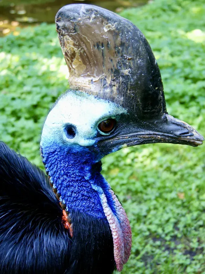 File:Casuariidae Casuarius casuarius 1.1.jpg