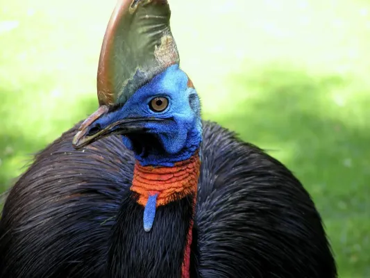 File:Casuariidae Casuarius unappendiculatus 2.2.jpg