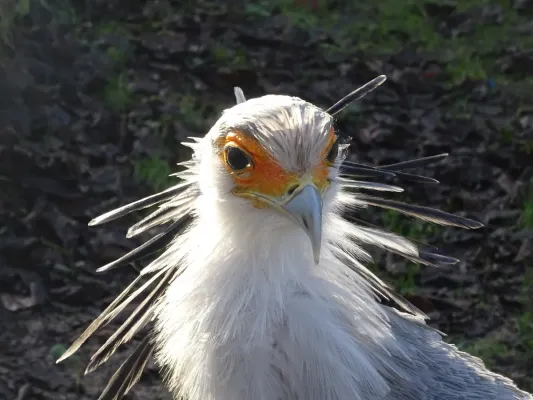 File:Sagittarius serpentarius - Secretarisvogel - Diergaarde Blijdorp - Rotterdam - looking at the photographer.jpg