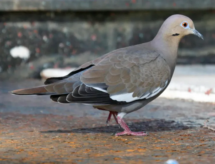 File:White-wnged Dove (Zenaida asiatica) RWD.jpg