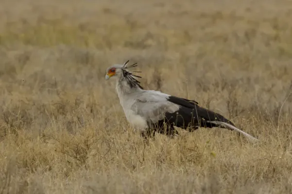 File:Serengeti National Park 2021-03 - secretarybird - Sagittarius serpentarius.jpg