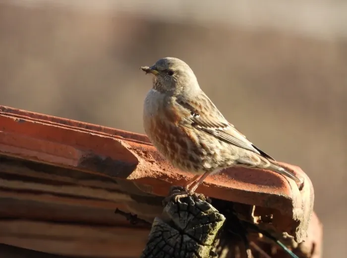 File:Sordone (Prunella collaris) 2.jpg