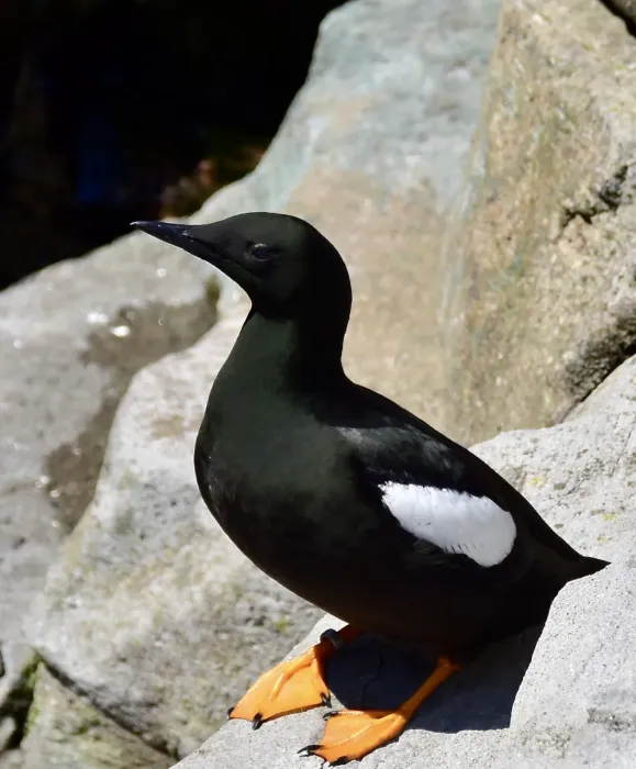 File:Alcidae Cepphus grylle 1.1.jpg